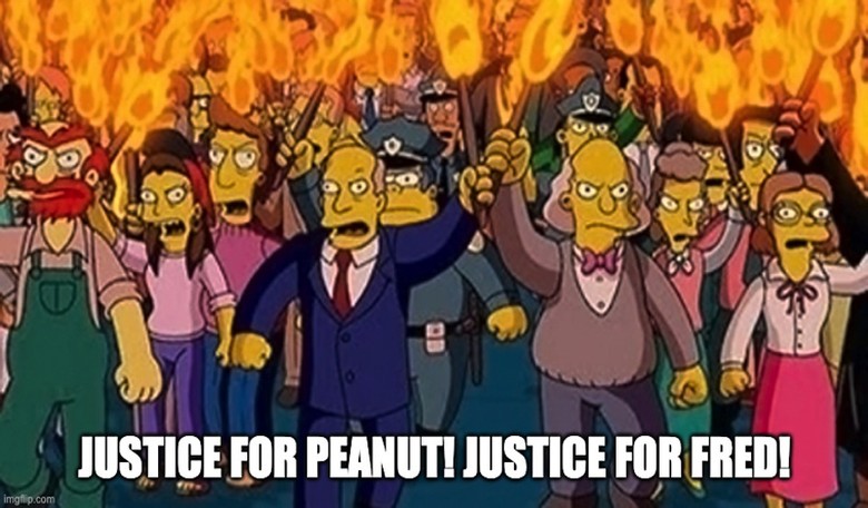 P'Nut's Owners Could Get MILLIONS From New York After Officials Executed Beloved Pets