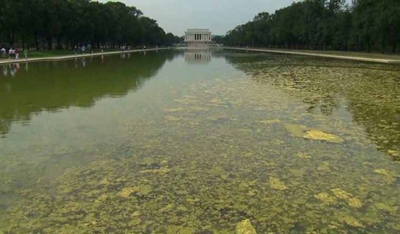 Mr. Science Says the Blue Reflecting Pool Will Just Support Even Greater Algae Growth