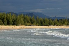 Not the Onion: Concern Over the Racism of Trees Delays Mascot Vote in Portland School