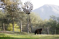 Proposed California Black Bear Hunting Ban Is Anti-Science