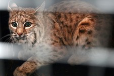 Hero Activated! Watch Concealed Carry Holder Protect His Wife From a Rabid Bobcat Attack 