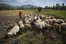 A Quick, Compelling Bible Study Vol. 72: The Meaning of Shepherd