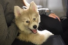 'This Is Evil': Canadian Government Announces What They Can Do to Protesters' Pets