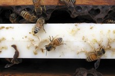 Advancing Scientific Integrity on Bees