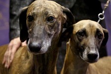 The Dirty Dem Dogs of Disruption