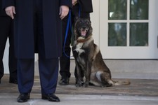 Lefties Have a Meltdown Over President Trump's Visit with Conan, the Hero Dog