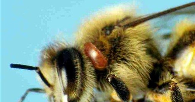 USDA Greenlights First-Ever Honeybee Vaccine