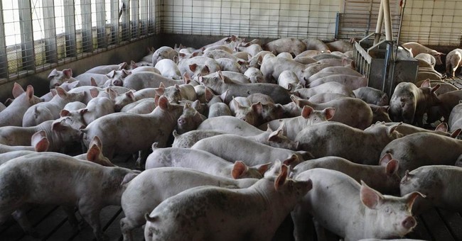 China Buys Lots of Pork