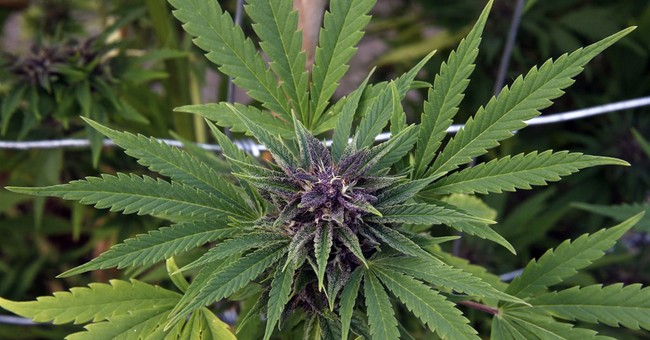 Maine City Votes to Legalize Marijuana