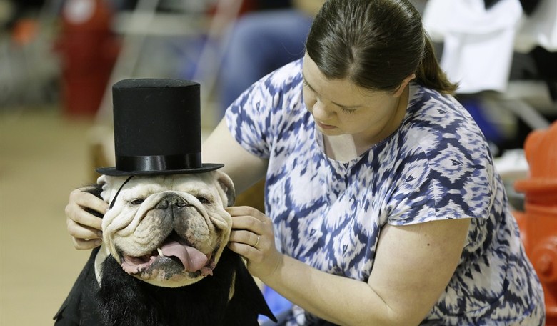 Doggone: Department of Transportation Bans Emotional Support Animals