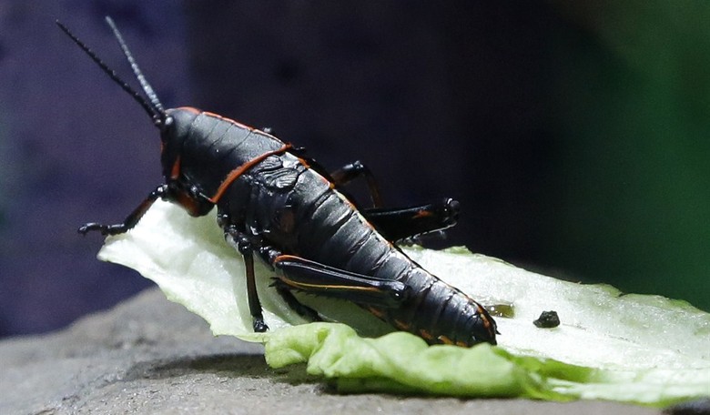 European Union Makes It Official, Now Let's Save the Planet by Eating Bugs