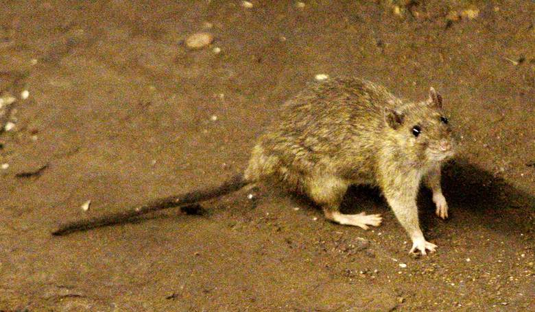 Welcome New York City's First-ever 'Rat Czar'