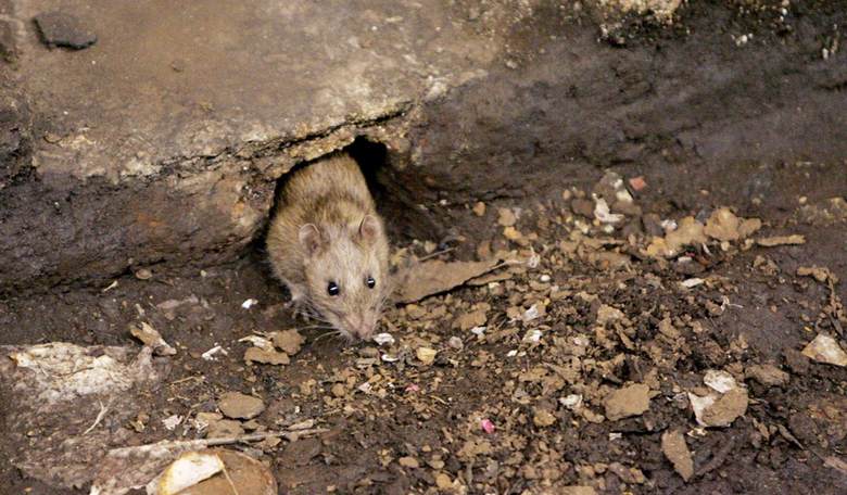 Has NYC Solved its Rat Problem?