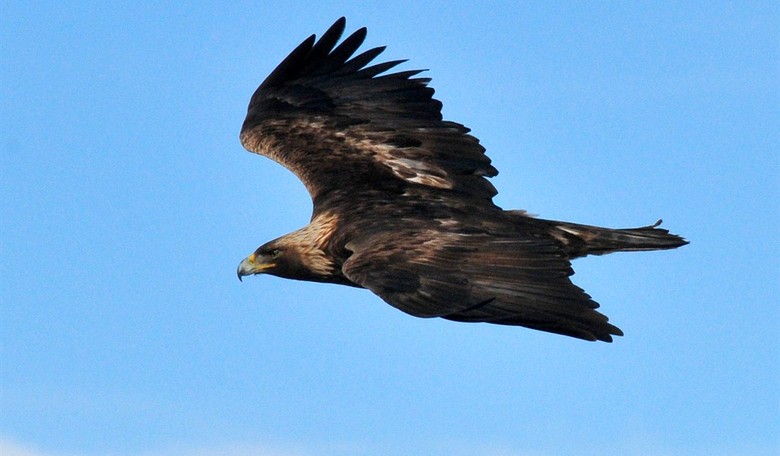 Eagles vs. Greens: Golden Eagles Becoming Endangered Because of Wind Farms