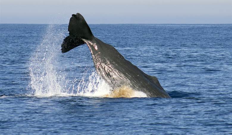 50 Years After Disastrously Dynamiting a Sperm Whale, Oregon Opens Its 'Exploding Whale Memorial Park' (VIDEO)