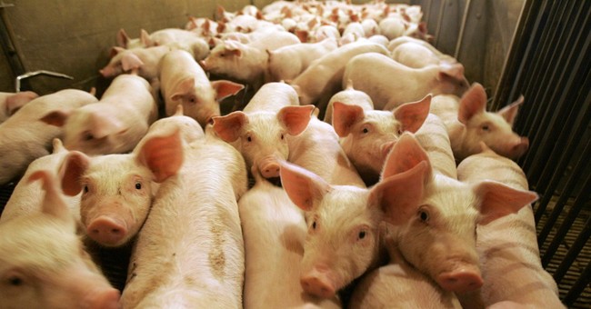 Media Coverage of ‘Piglets Aborted’ During Coronavirus Reveals Double Standard 