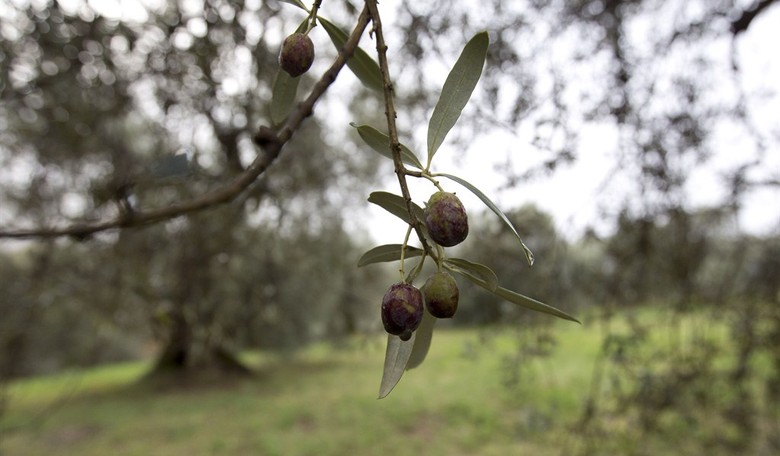 First eggs, now *gulp* olive oil?