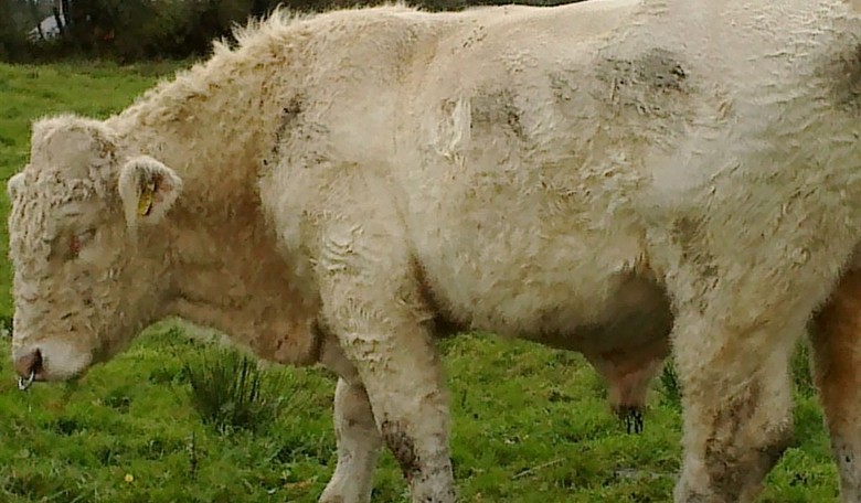 Irish Farmers Protest Government Cow Sacrifice to Climate Gods