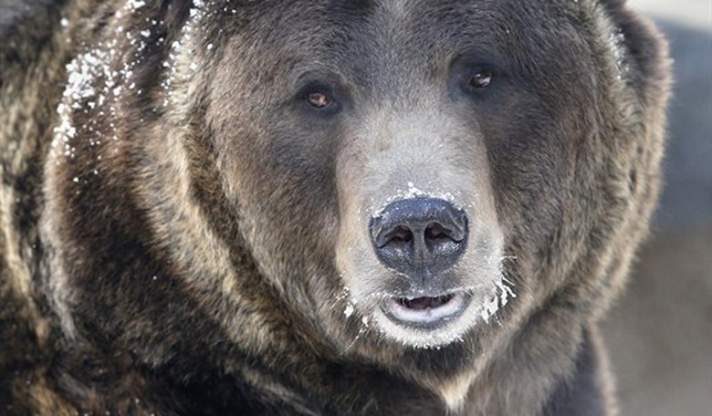 Confirmed: In case of bear attack, POTATUS chooses the angry grizzly over you