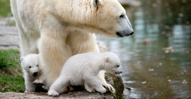 Polar Bears Face Threats to Survival Thanks to Too Much Ice