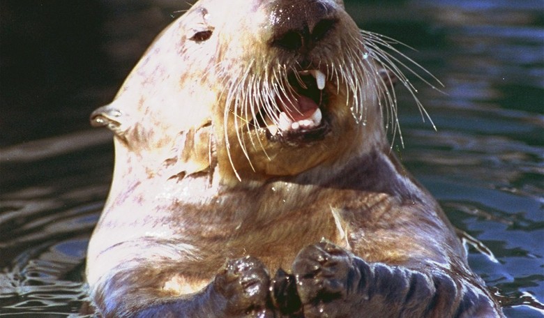 Man Minding His Business Gets Mangled by a Gang of Angry Otters