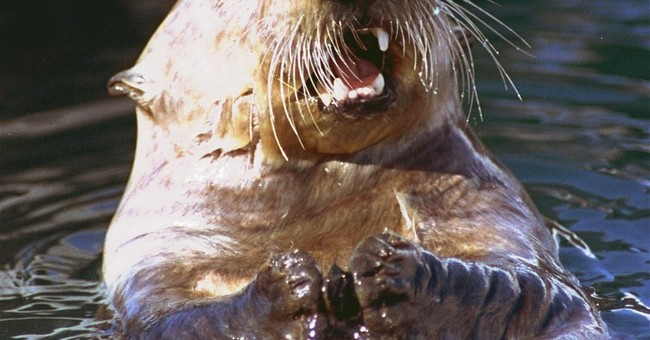 Man Minding His Business Gets Mangled by a Gang of Angry Otters
