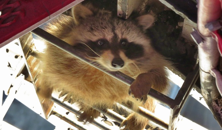 Raccoons Learn From Their Mistakes. Democrats Don't; Watch Them Cling to Wokeness Going Into the Midterms