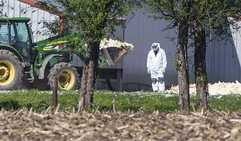 Is the U.S. Government Bioengineering Avian Flu Through Gain-of-Function?