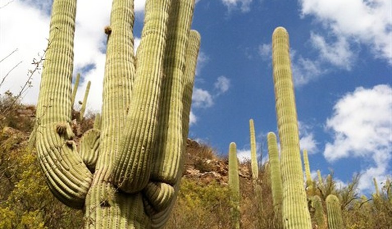 Parental Rights Bill Introduced in Arizona