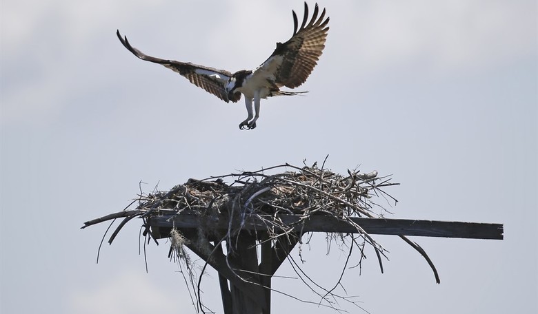 Bidenomics update: About those dreams of an empty nest...