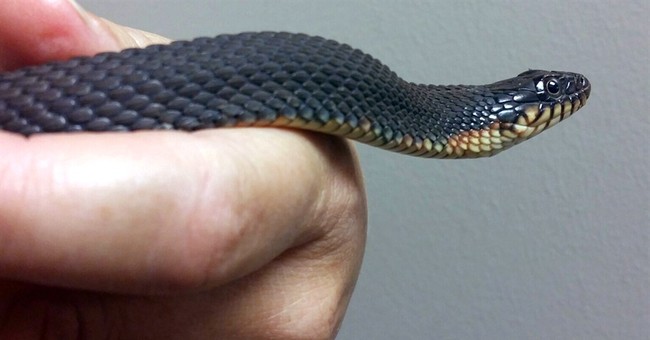 In Defense of Rattlesnakes