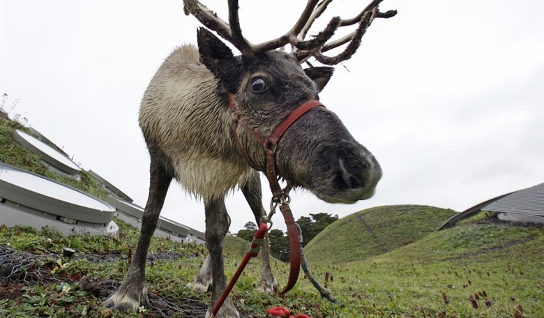 Reindeer Can't Actually Make Their Noses Glow Red—but They Can Make Their Eyes Change Color