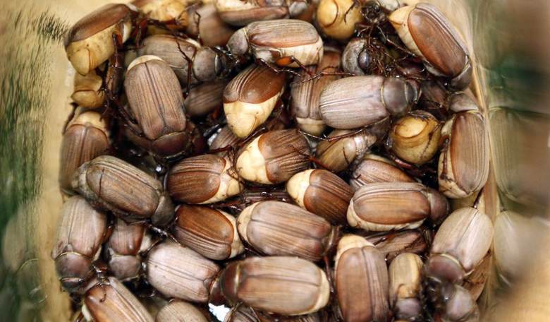 NPR: nobody will FORCE you to eat bugs, but you really should, bigot