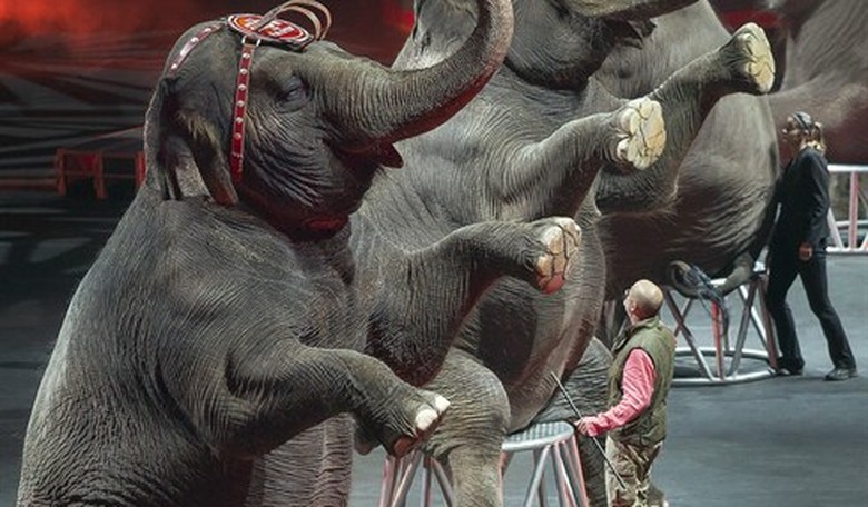 Why Are So Many Republicans Cowering in the Face of Opposition?