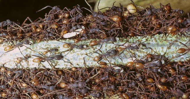 Ant Given Scientific Name Ending in 'They' for the Sake of Being 'Inclusive'