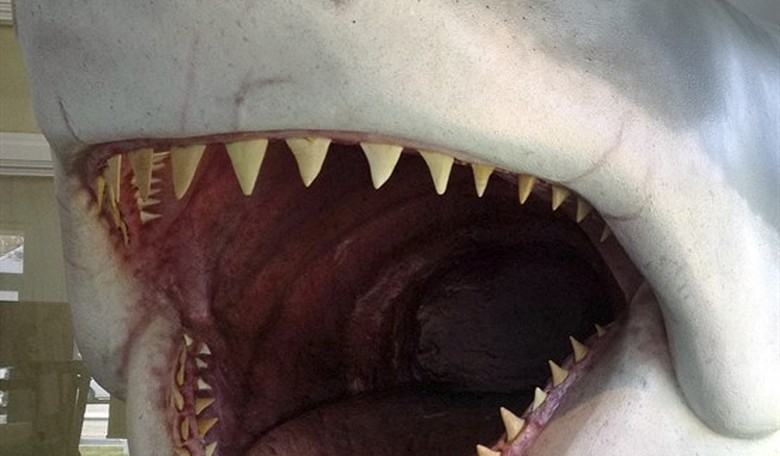 Woke in the Water: Shark Advocates Call for an End to the Word 'Attacks' in Favor of 'Interactions'