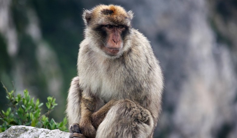 Woman Develops Symptoms After Crash Involving Monkeys Going to CDC-Approved Facility