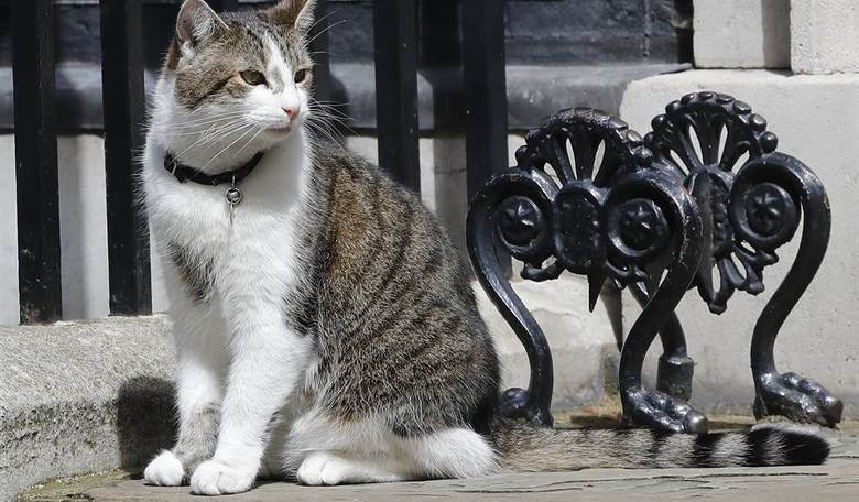 Feel-Good Friday: Larry the cat edition