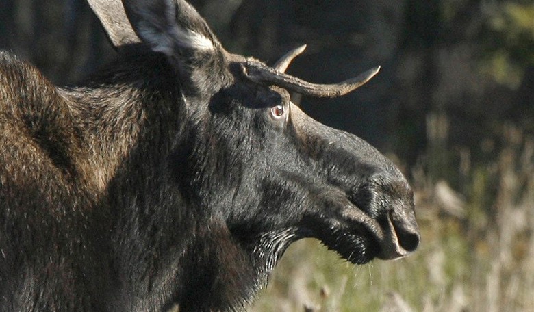 Latest existential threat to the climate: Bullwinkle