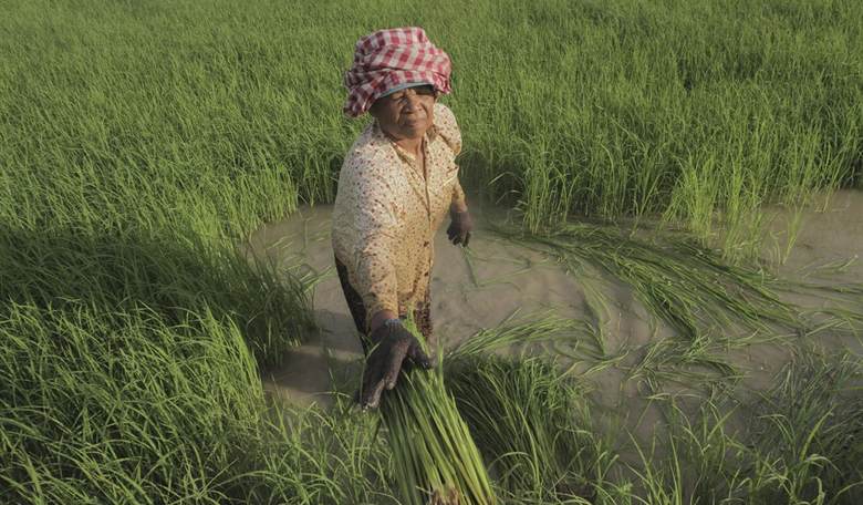 Rice causes global warming