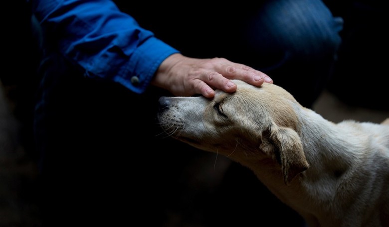 Silver Linings: California Animal Shelter Adopts out Every Last Dog as People Seek Comfort During Corona Chaos