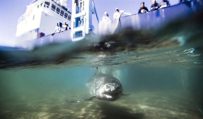 Jumping the researcher: Shark Week lacks "diversity"