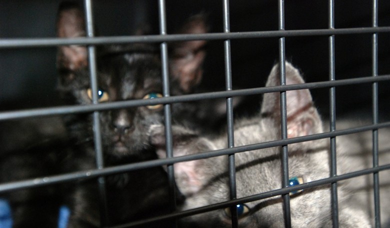 Feel-Good Friday: Adorable kittens and a hero dog edition