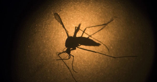 Trump Could Fight Zika with Regulatory Reform