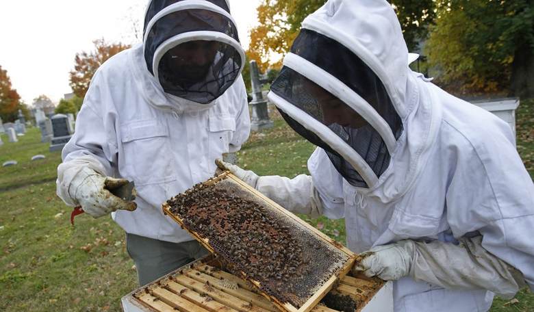 Uh Oh! Asian 'Murder Hornets' Have Arrived in the U.S.
