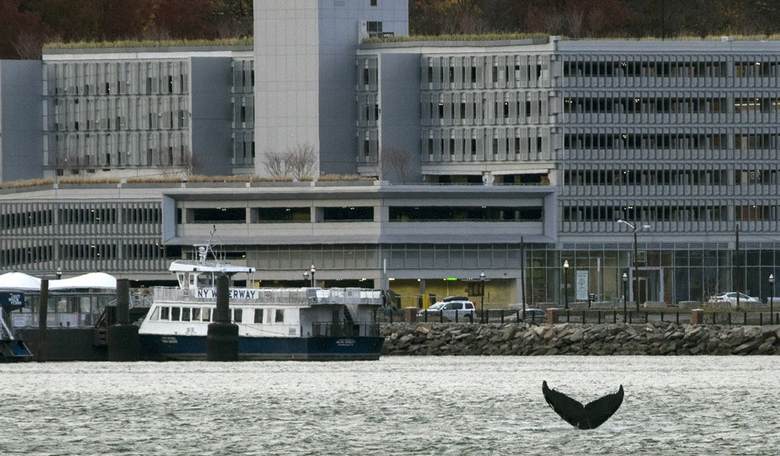Is wishing for windfarms offshore killing whales in New Jersey?