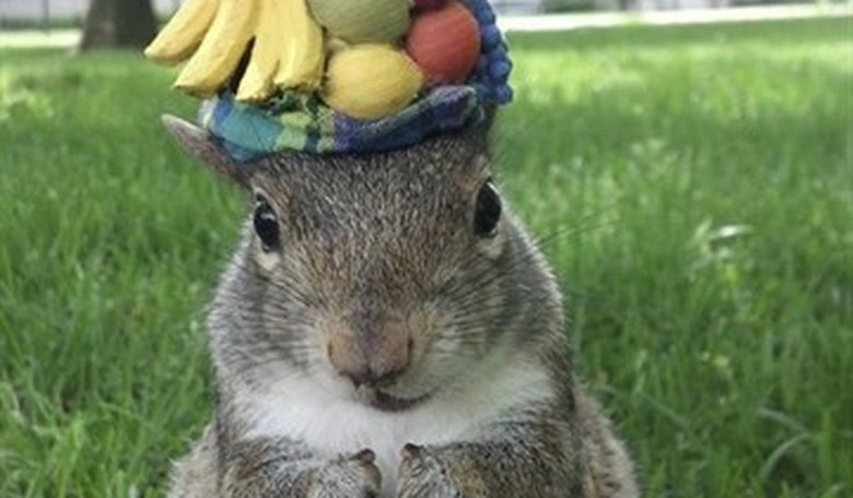 Sex Pistol Johnny Rotten Socializes with Squirrels, Gets Fanged by Fleas - in His Punk Rock Pants