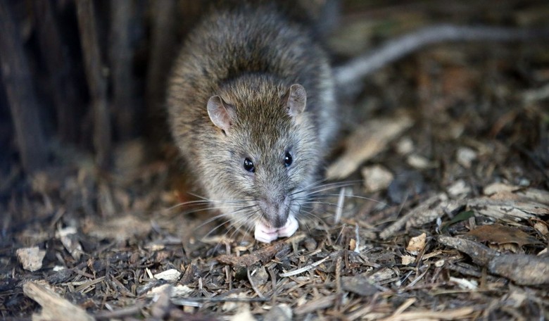 Save the Rats! CDC Warns of Rat Population Spiking During Restaurant Lockdowns