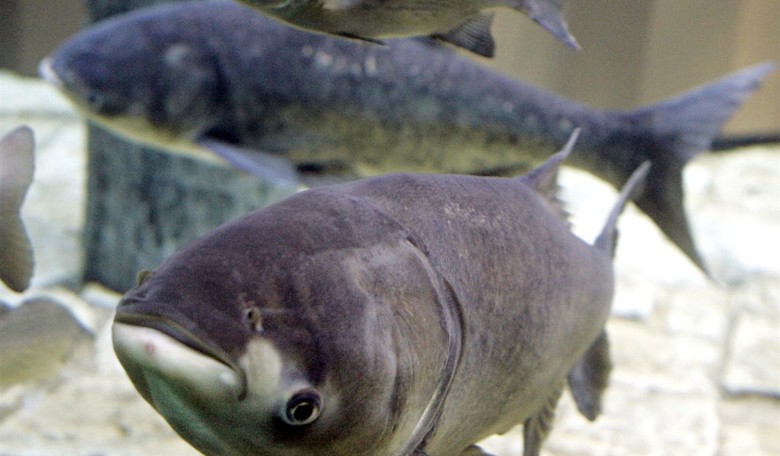 Seriously? We're renaming the Asian carp?