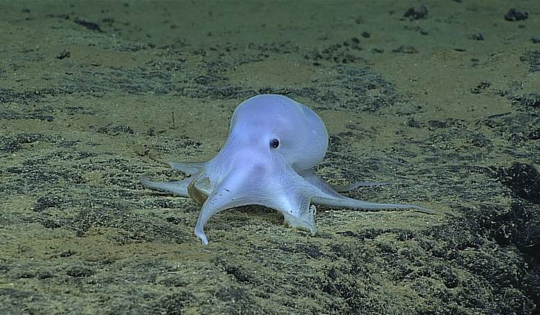Deep sea mining is suddenly cool again for some reason